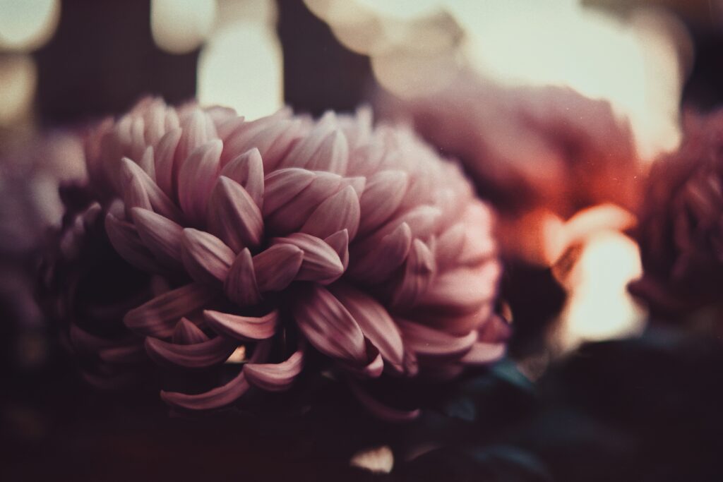 Soft Focus Blurred Peony Wallpaper - Warm Floral Background