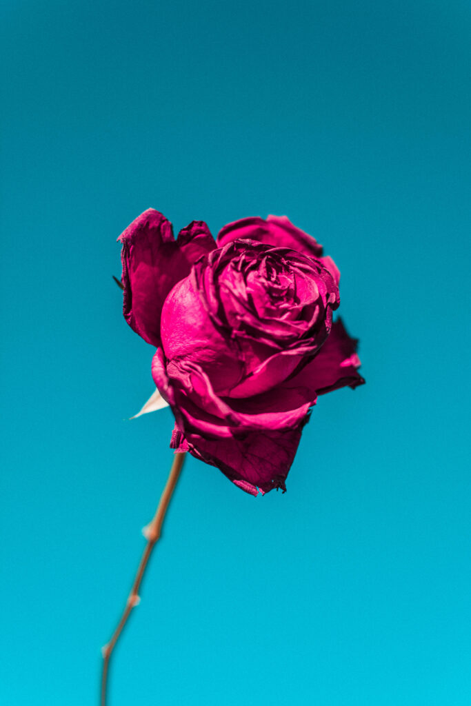 Serene Beauty: Captivating Red Rose Blossom against a Vivid Blue Sky Wallpaper