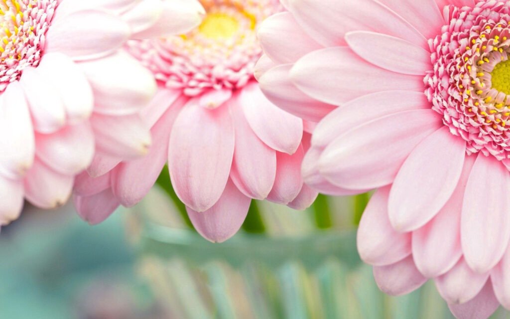 Macro shot of pastel pink Gerbera daisies with yellow centers bright floral desktop wallpaper