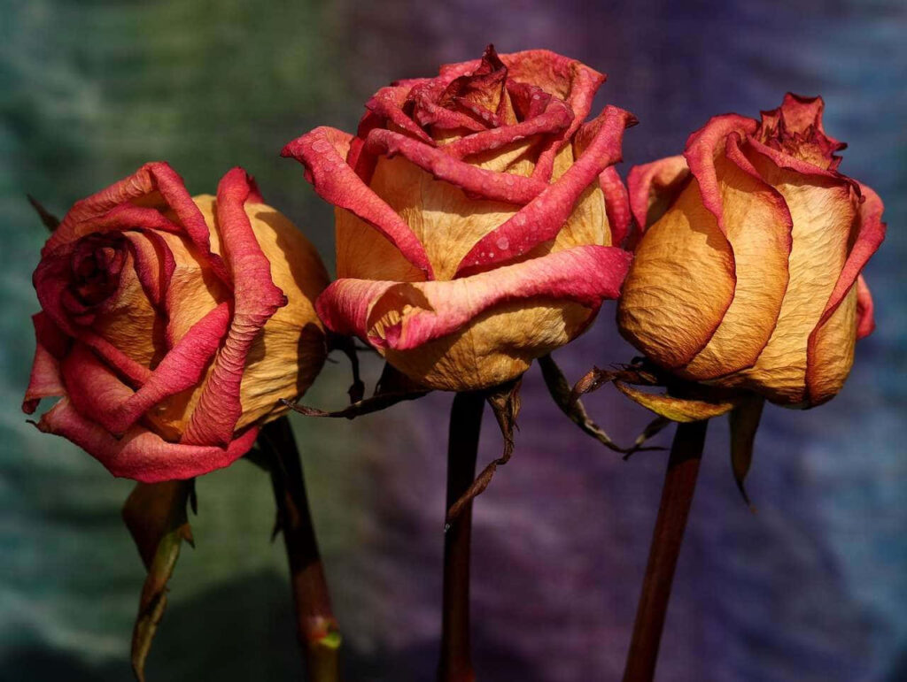 Wilted Roses Wallpaper: Elegant Pink & Yellow Petals with Soft Blues