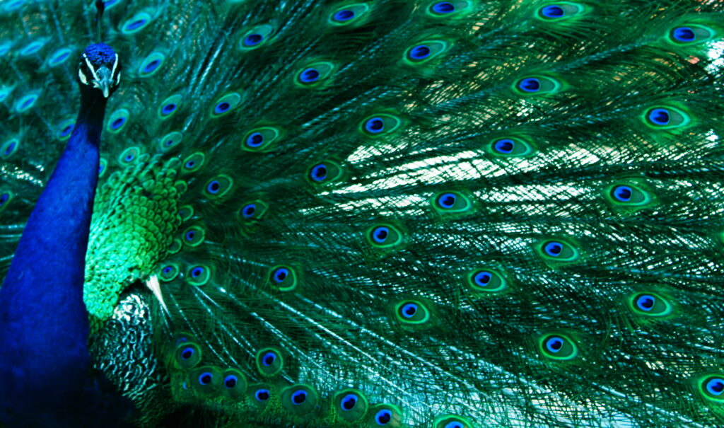 Feathery Elegance: Exploring the Mesmerizing Blue and Green Beauty of a Peacock in an HD Wallpaper
