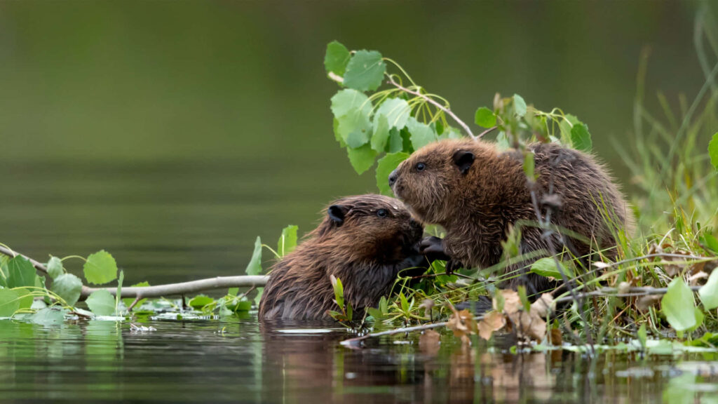 Two beavers interacting at pond edge with green leaves and clear water reflection wallpaper