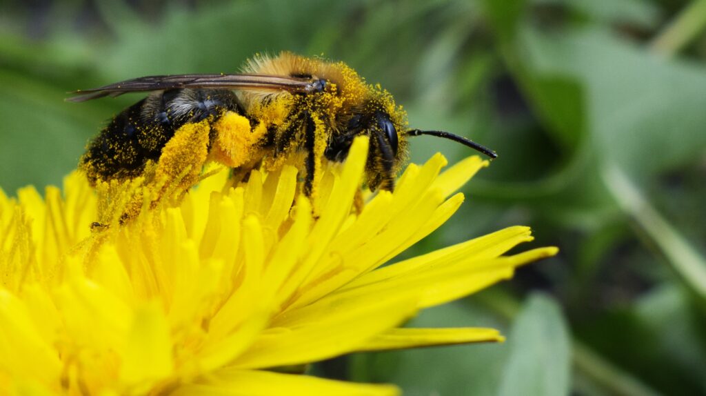 Bee Pollination Close-Up: Pollen on Yellow Flower - Nature Wallpaper