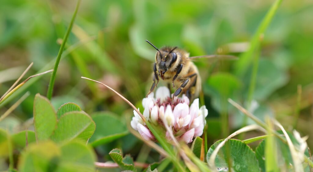 Macro Bee on White Flower - Stunning Nature Wallpaper Background