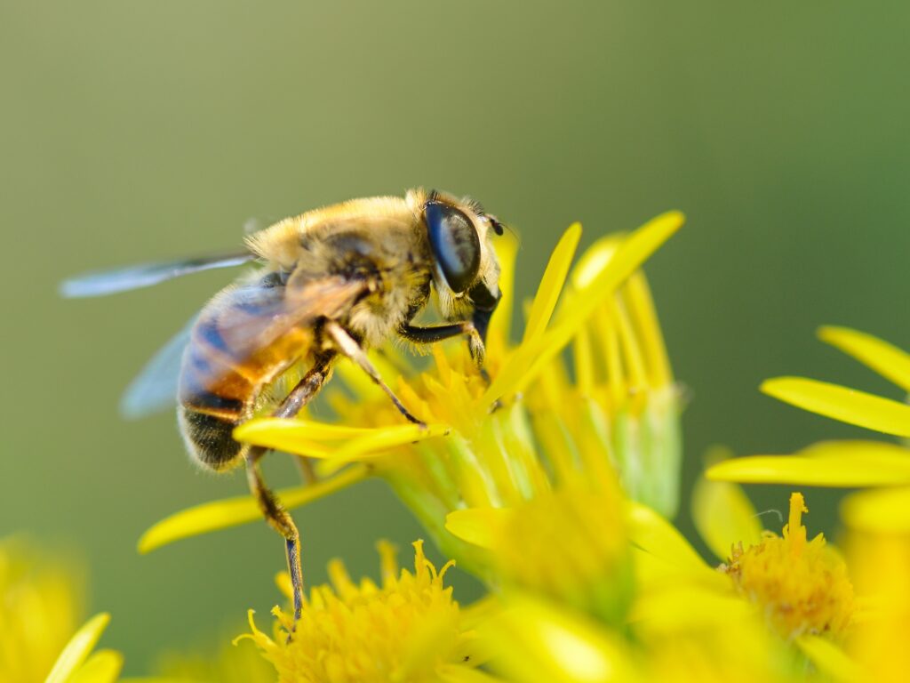 Closeup Bee Pollinating Vibrant Yellow Flower - Wallpaper Background
