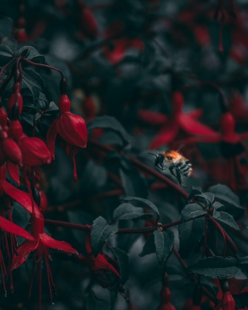 Bee in Flight Wallpaper near Vibrant Red Flowers - Nature's Calm