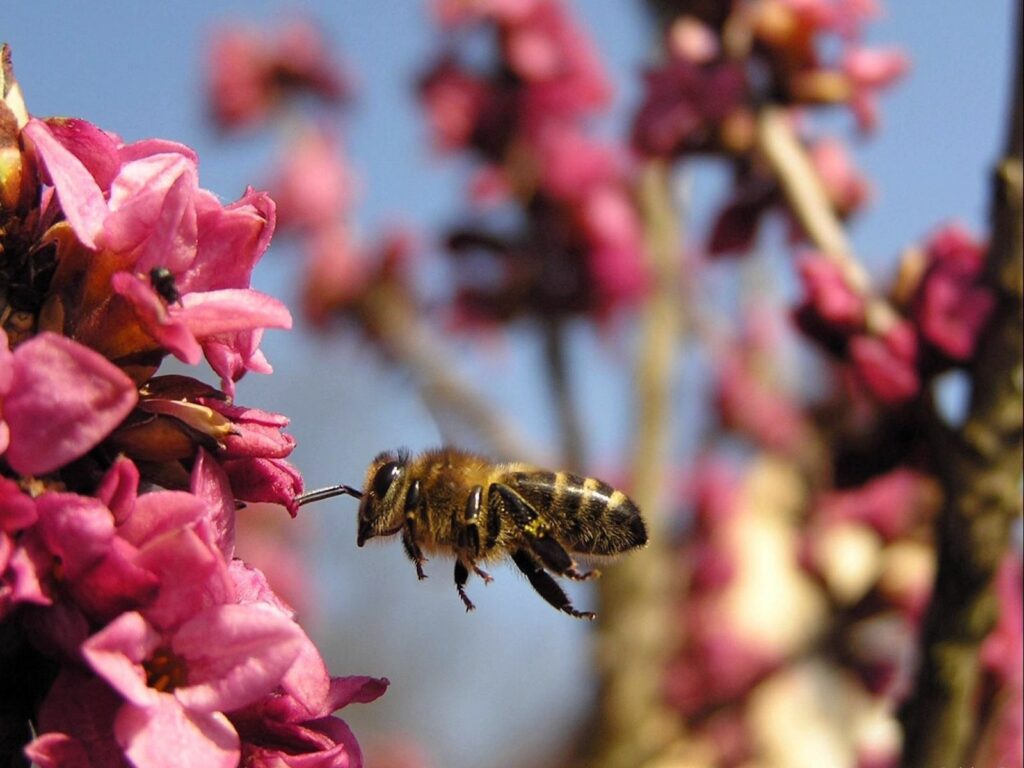 Vibrant Bee in Flight: Stunning Pollination Wallpaper Background
