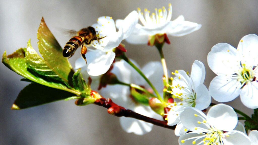 Bee on Cherry Blossoms: Vibrant Spring Scene with Delicate Petals Wallpaper