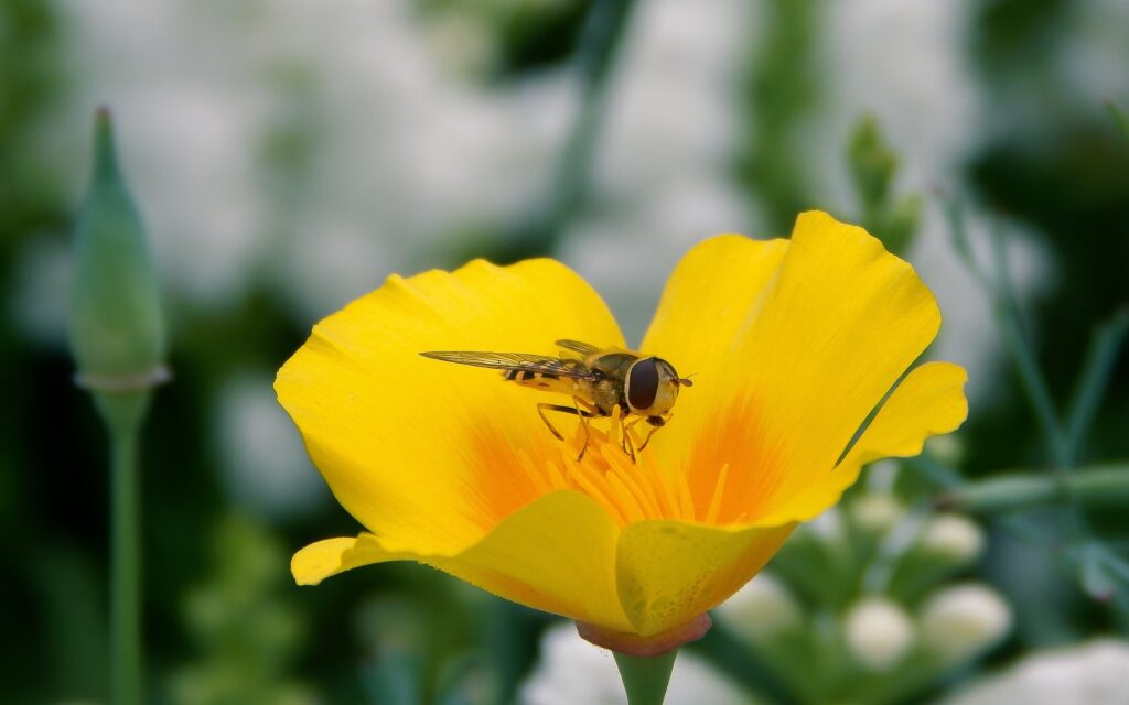 Bee on Yellow Flower: Nature's Pollination Close-Up Wallpaper