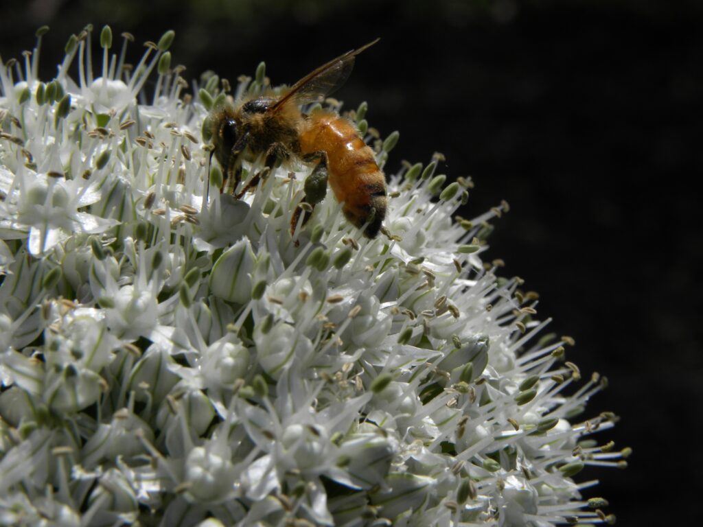 Close-Up Wallpaper: Bee Pollinating White Allium Flower Background