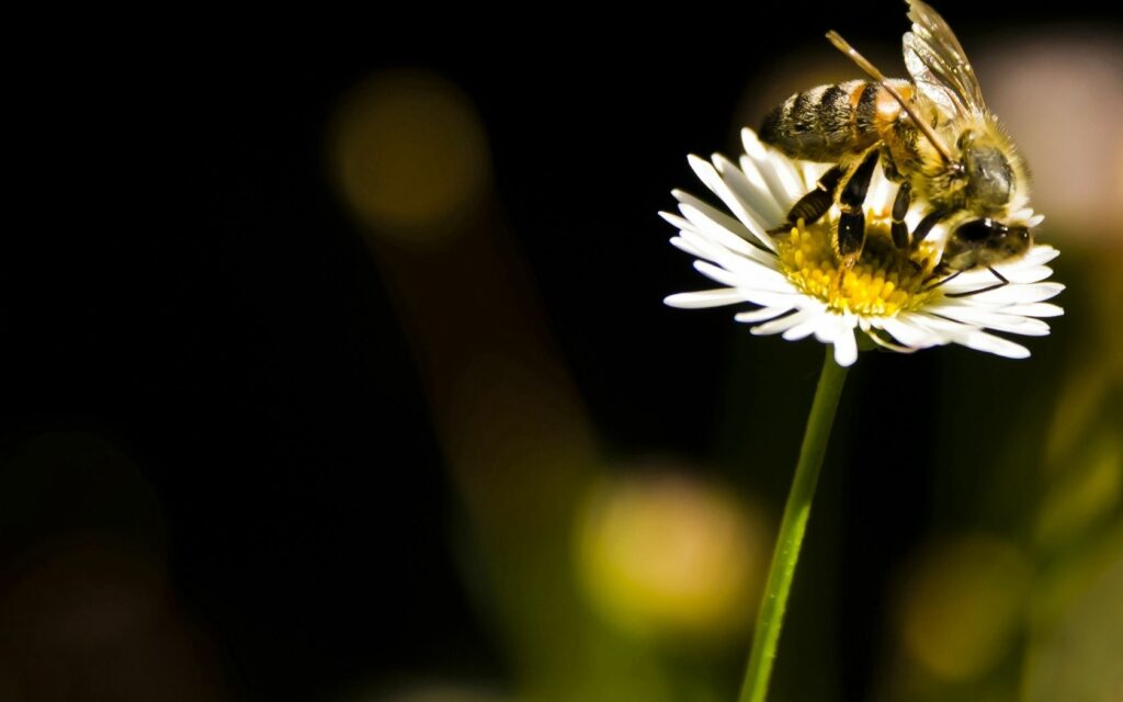 Bee on White Flower: Stunning Pollination Wallpaper Background
