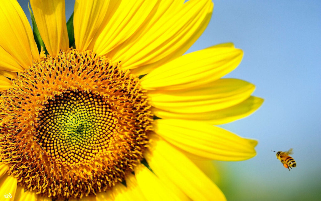 Buzzing Harmony: A Delicate Bee Embracing a Majestic Sunflower Wallpaper