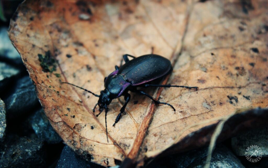 Beetle on Leaf: Natural Habitat Wallpaper Background