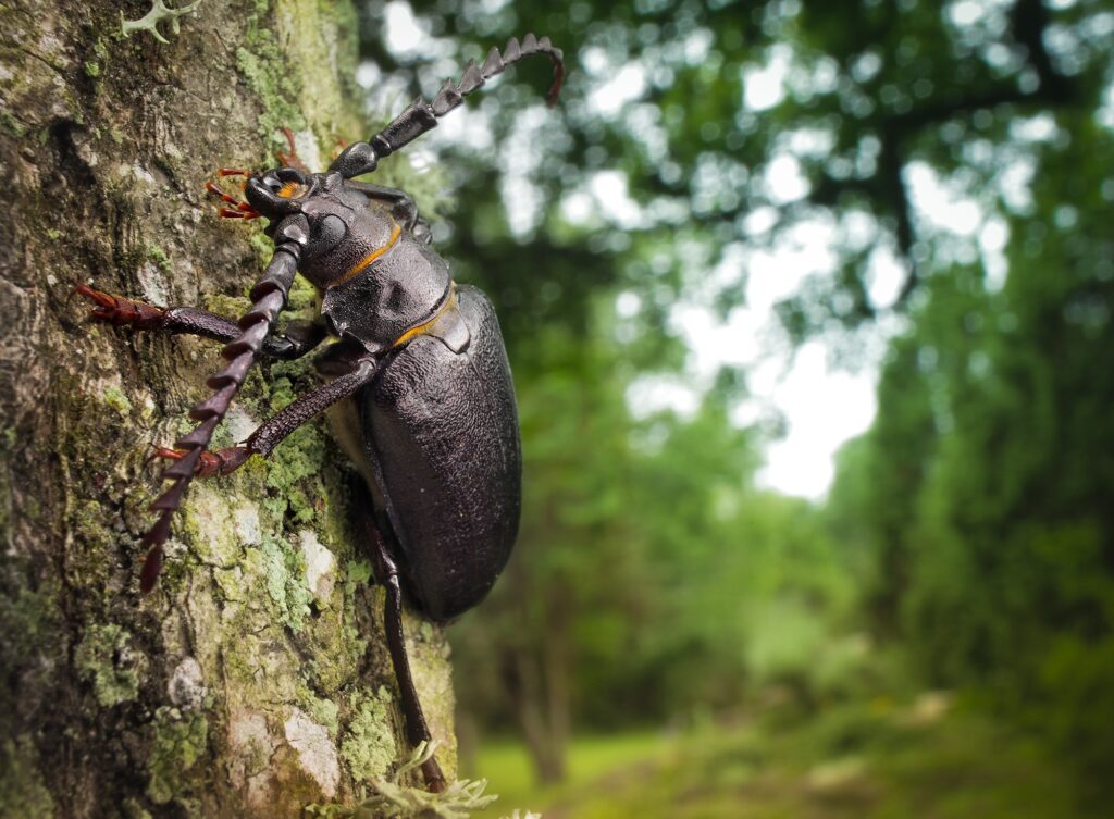 Beetle on Tree Bark: Vibrant Forest Wallpaper Background