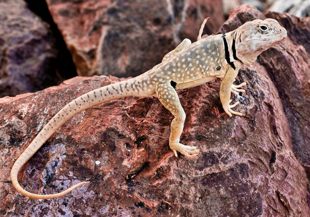 Beige Eastern Collared Lizard on Reddish-Brown Rock - Stunning Wallpaper