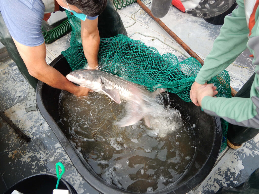 Researchers carefully handling large beluga sturgeon showcasing unique features conservation research Wallpaper