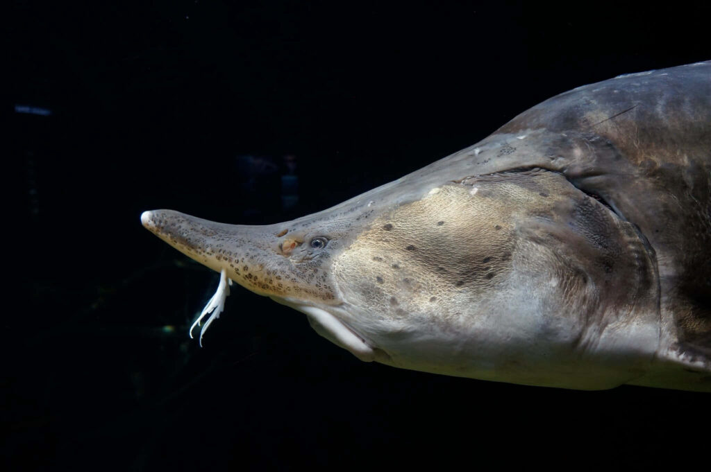 Side view of Beluga Sturgeon with elongated snout textured skin on dark background wallpaper