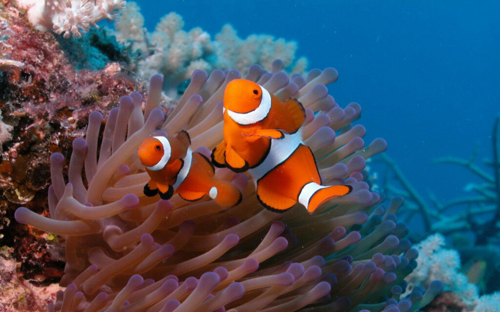 Twin Clowns: A Captivating Underwater Wallpaper of Sea Anemone and Coral Reef