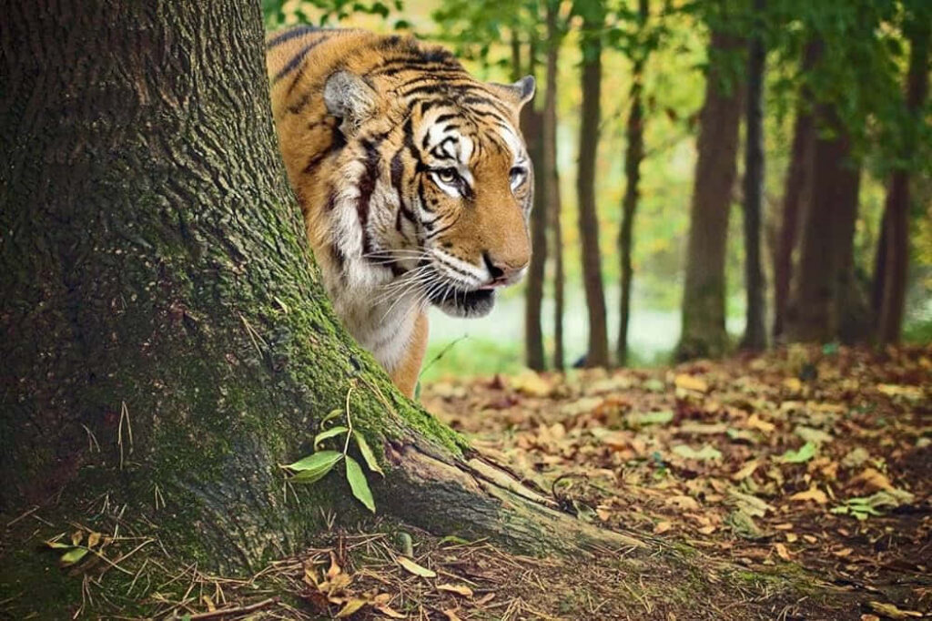 Bengal Tiger Wallpaper: Stealthy Peek in Lush Green Forest