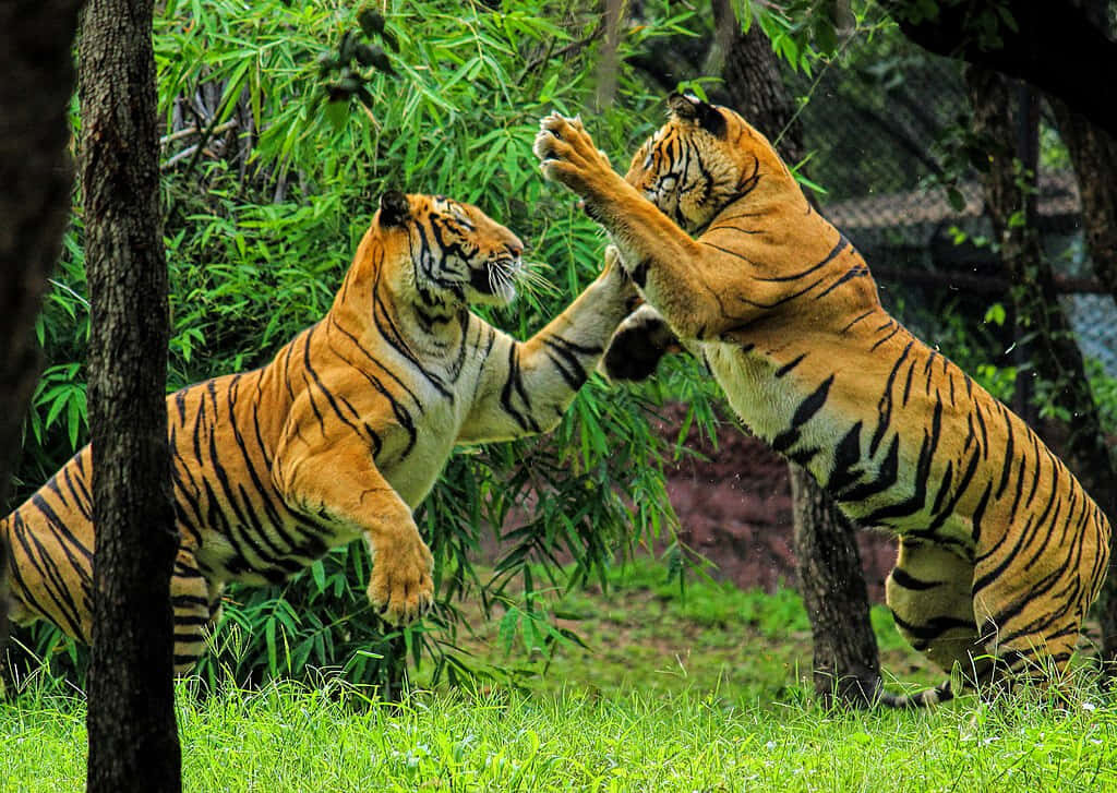 Playful Bengal Tigers in Lush Greenery - Majestic Wallpaper
