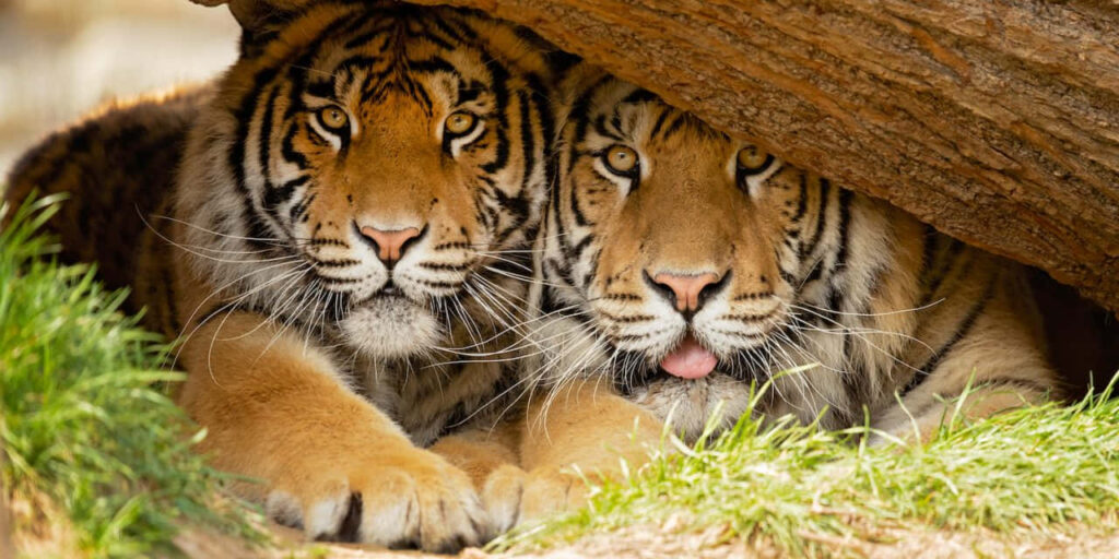 Breathtaking Bengal Tigers Resting in Lush Green Habitat Wallpaper