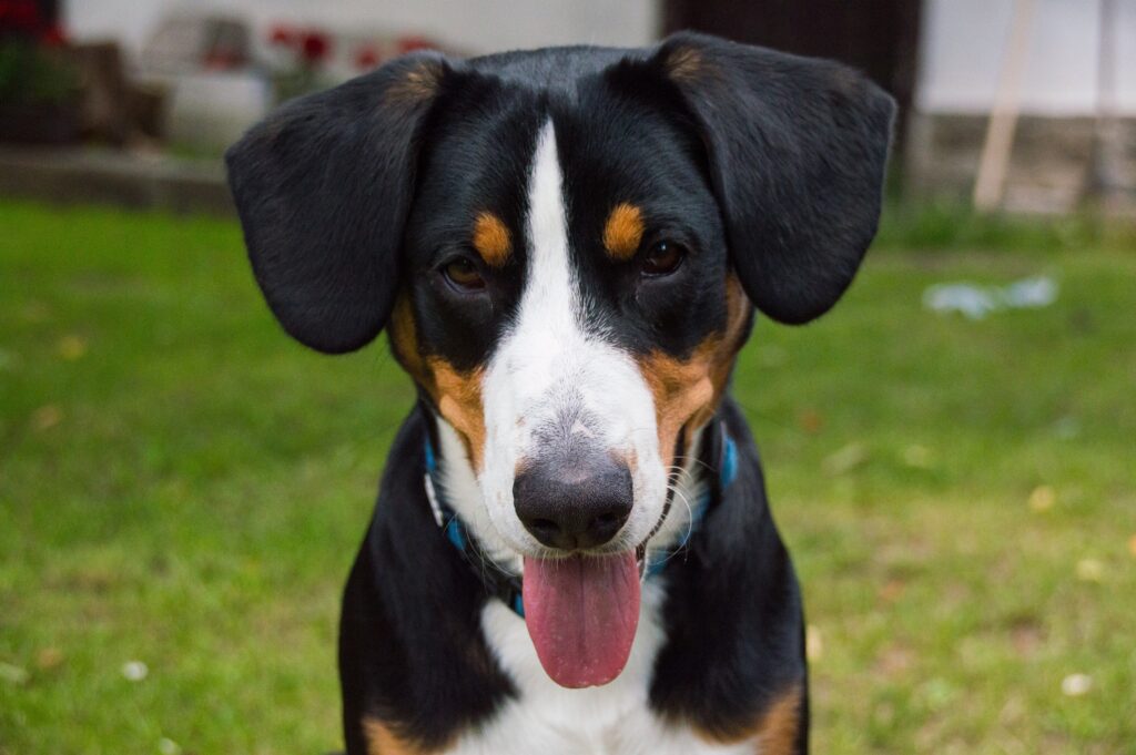 Bernese Mountain Dog Wallpaper: Playful Eyes & Tricolor Muzzle