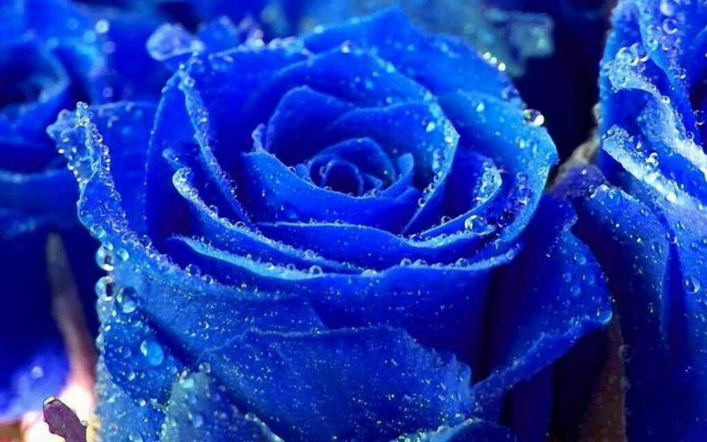 Enchanting Delight: Majestic Wallpaper Showcasing a Dew-Kissed Blue Rose, the Epitome of World's Most Exquisite Flowers