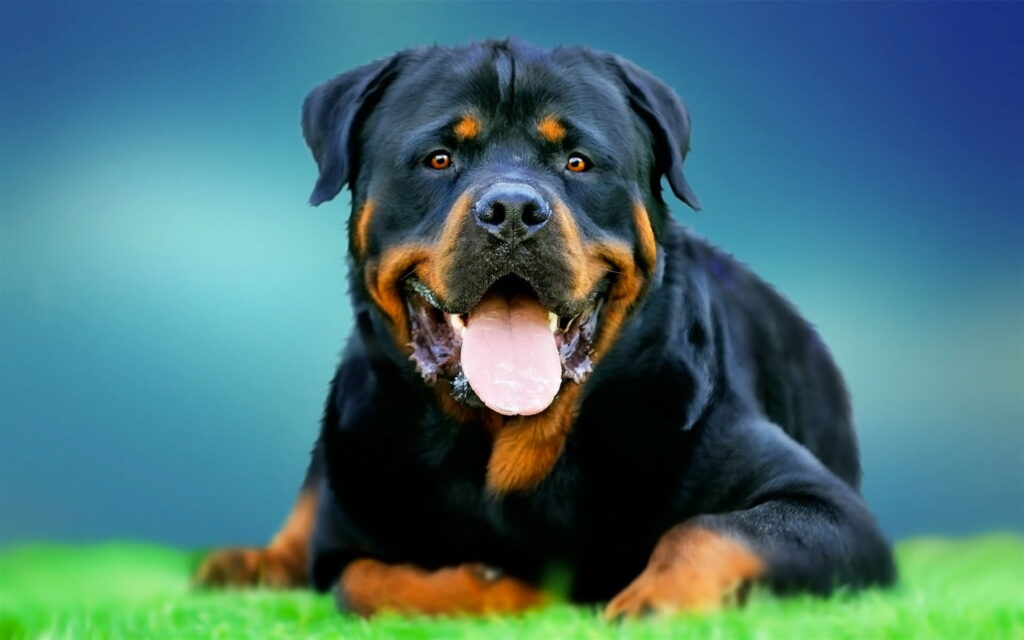 Rottweiler with black tan coat panting on green grass soft-focus blue background wallpaper