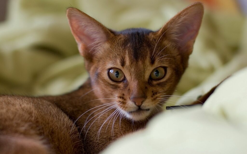 Big-Eared Cat Close-Up Wallpaper: Captivating Gaze & Soft Background