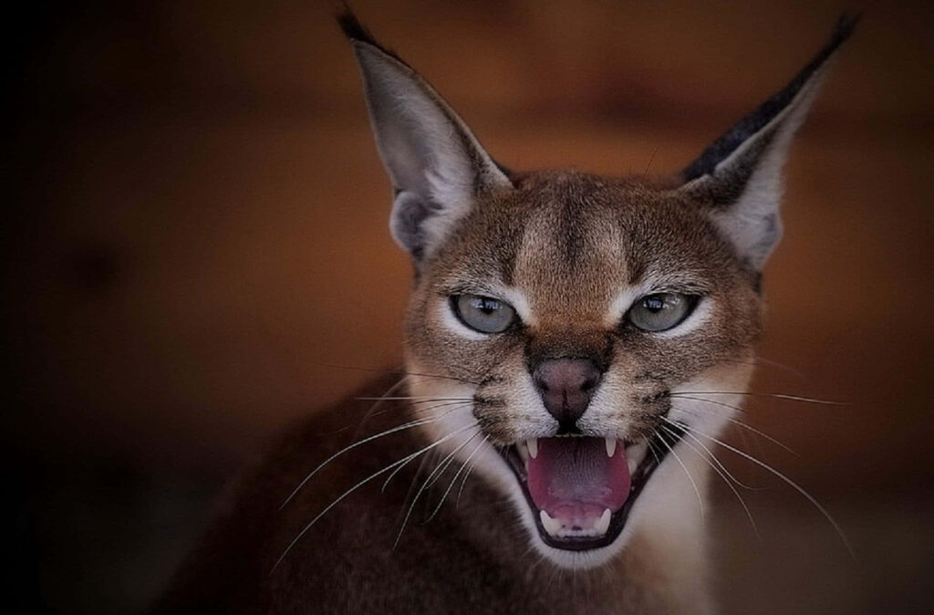 Caracal Big Floppa wallpaper with expressive gaze sharp teeth and tufted ears on brown background