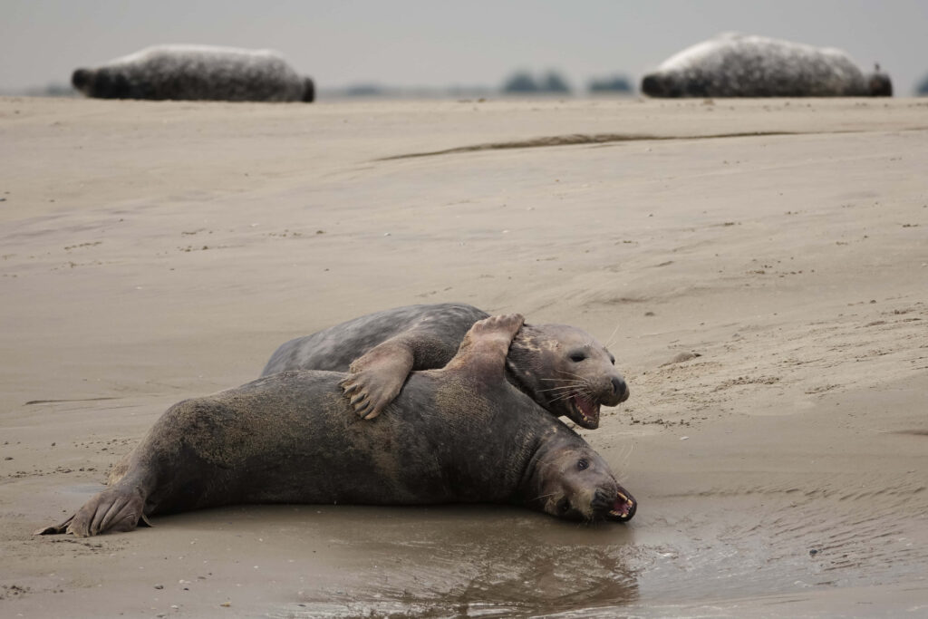 Serene Beach Scene: Grey Seals Playfully Relaxing Under Overcast Sky Wallpaper