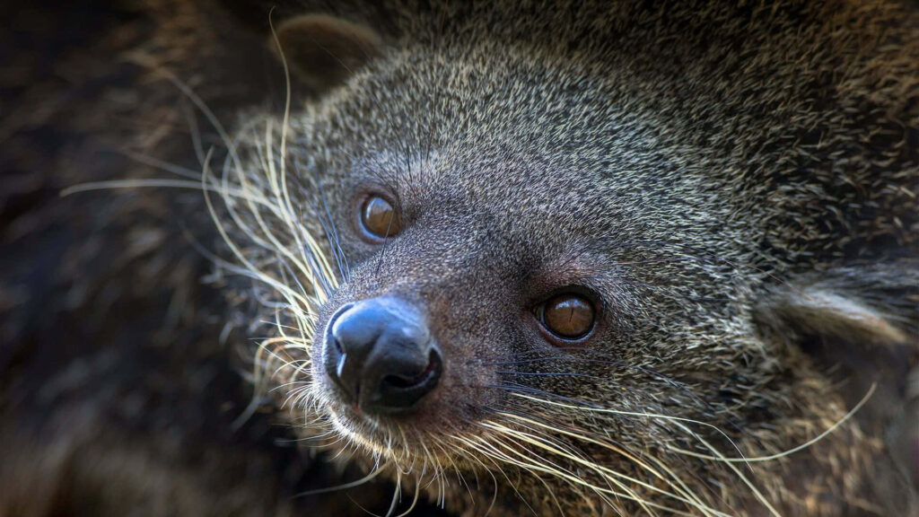 Close-up portrait of a binturong with expressive eyes detailed facial features wallpaper background