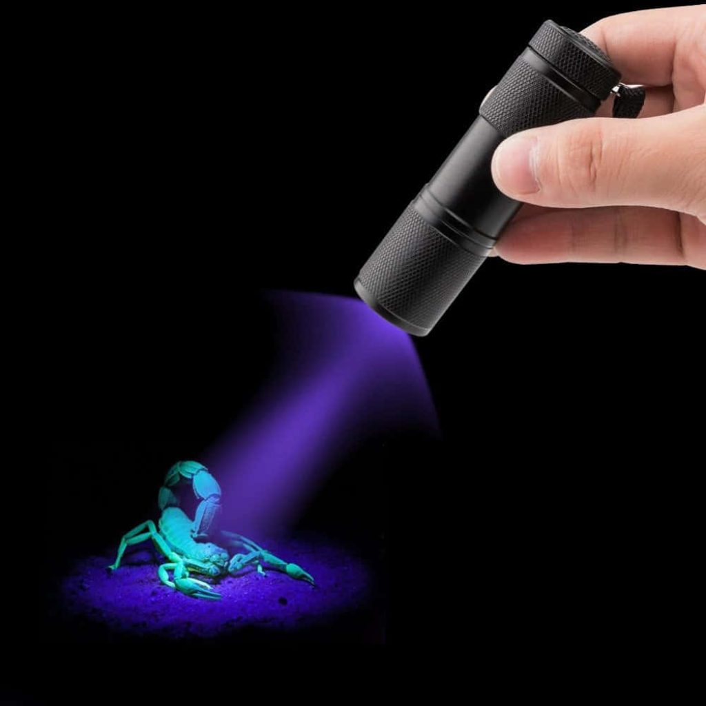 Hand holding UV flashlight illuminating neon green glowing scorpion on dark background wallpaper