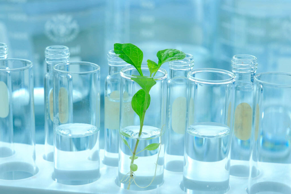 Green plant growing in glass test tube with liquids in lab setting biotechnology wallpaper background