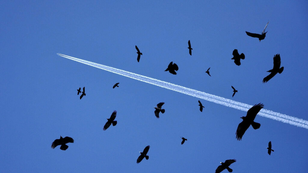 Birds in Flight Beneath Jet Contrails: Nature Meets Technology Wallpaper