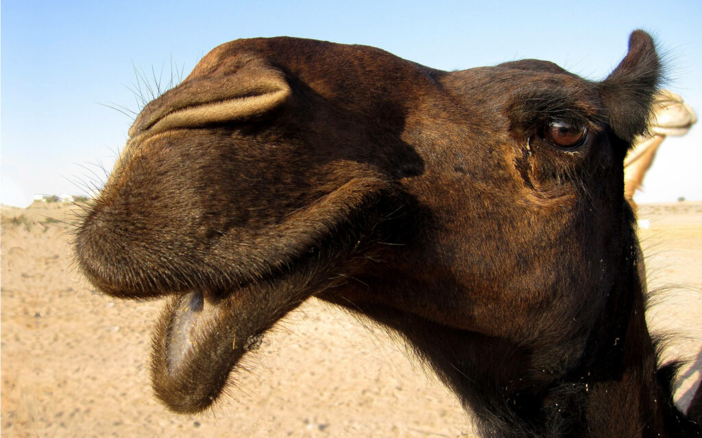 Close-up of black camel with textured fur and expressive eye in sunlit desert wallpaper background