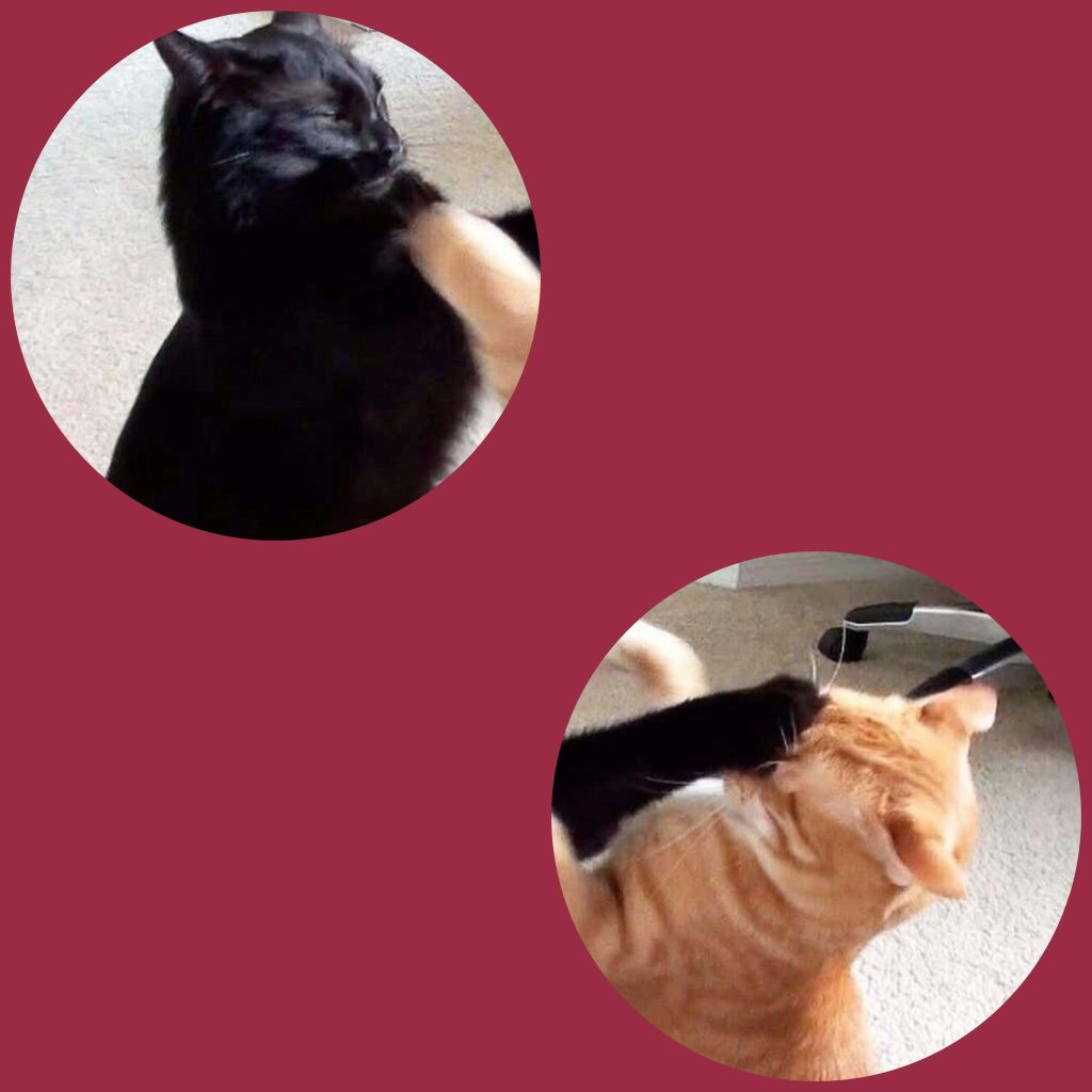 Black cat playfully slaps orange tabby in viral meme wallpaper perfect for best friends social media