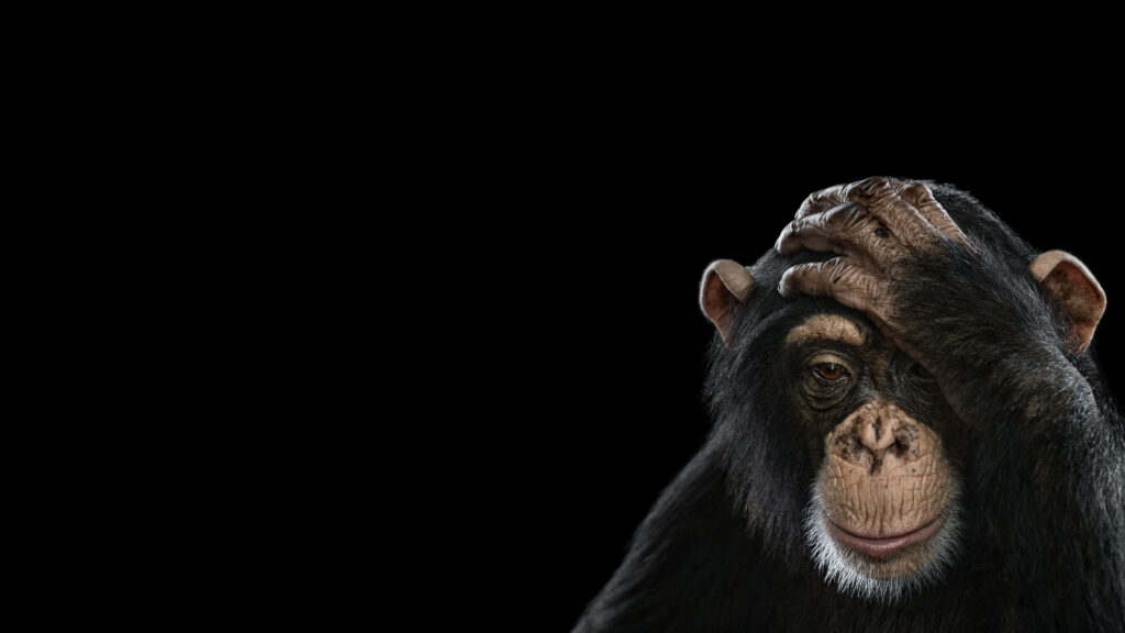 High-resolution black chimpanzee portrait with expressive gaze on minimalist black wallpaper background