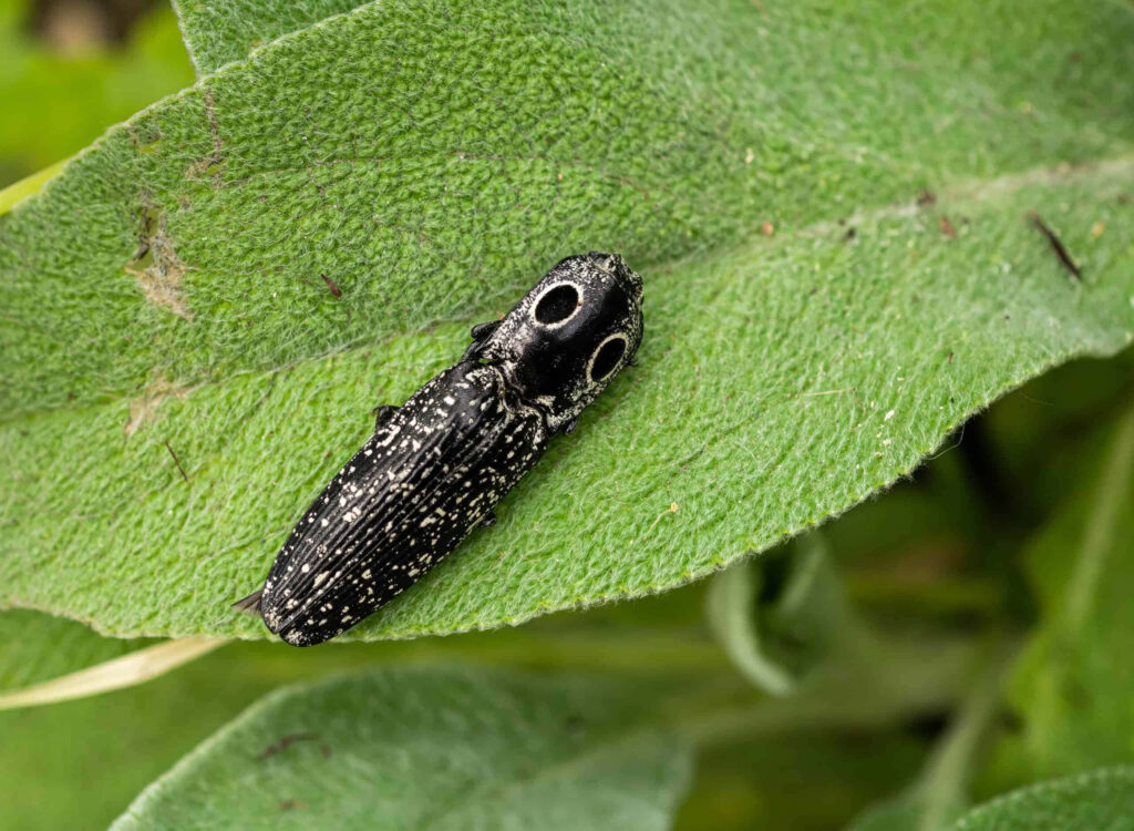 Close-up of black click beetle with white markings on vibrant green leaf nature wallpaper background