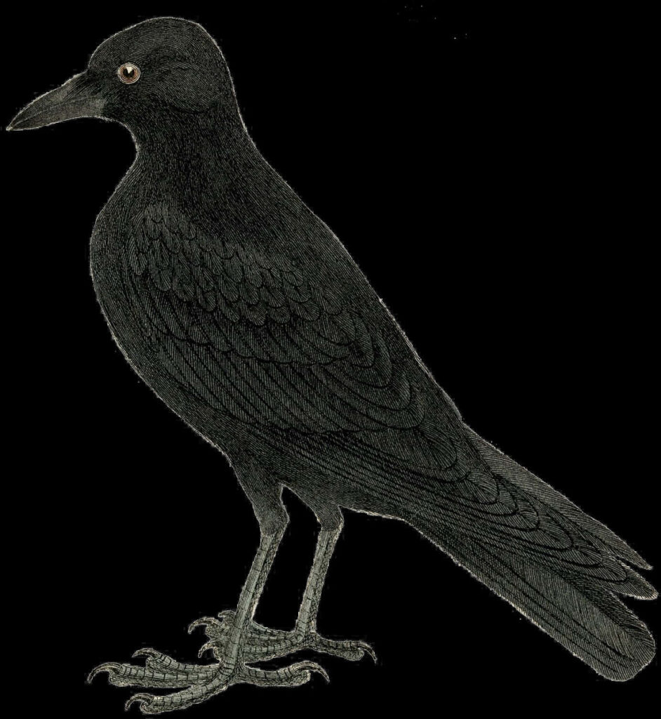 Intricate Black Crow Wallpaper on Transparent Background Design