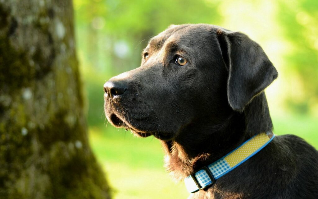Black Dog Profile on Vibrant Green Background - Serene Wallpaper