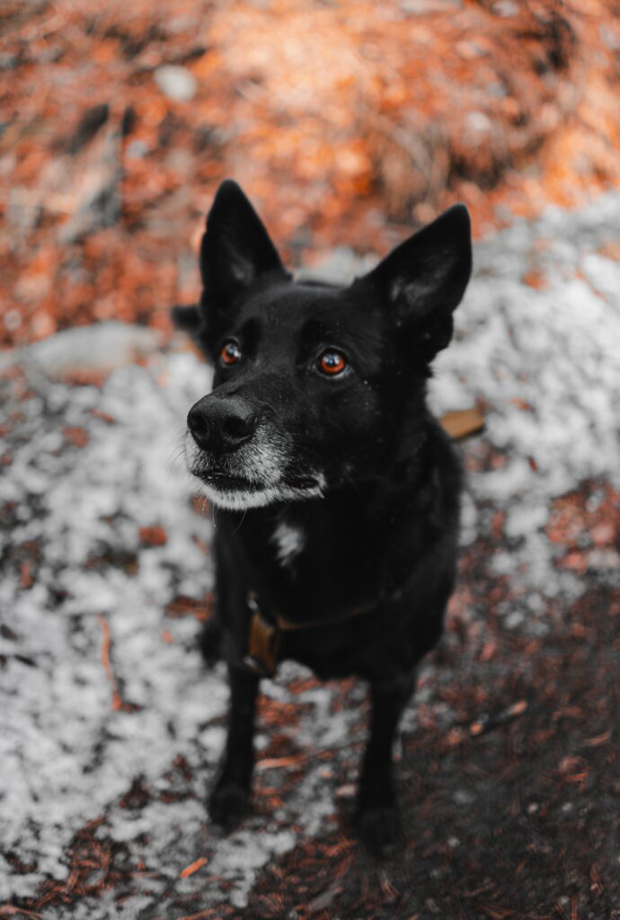 Black Dog with White-Flecked Muzzle in Earthy Snowy Background Wallpaper