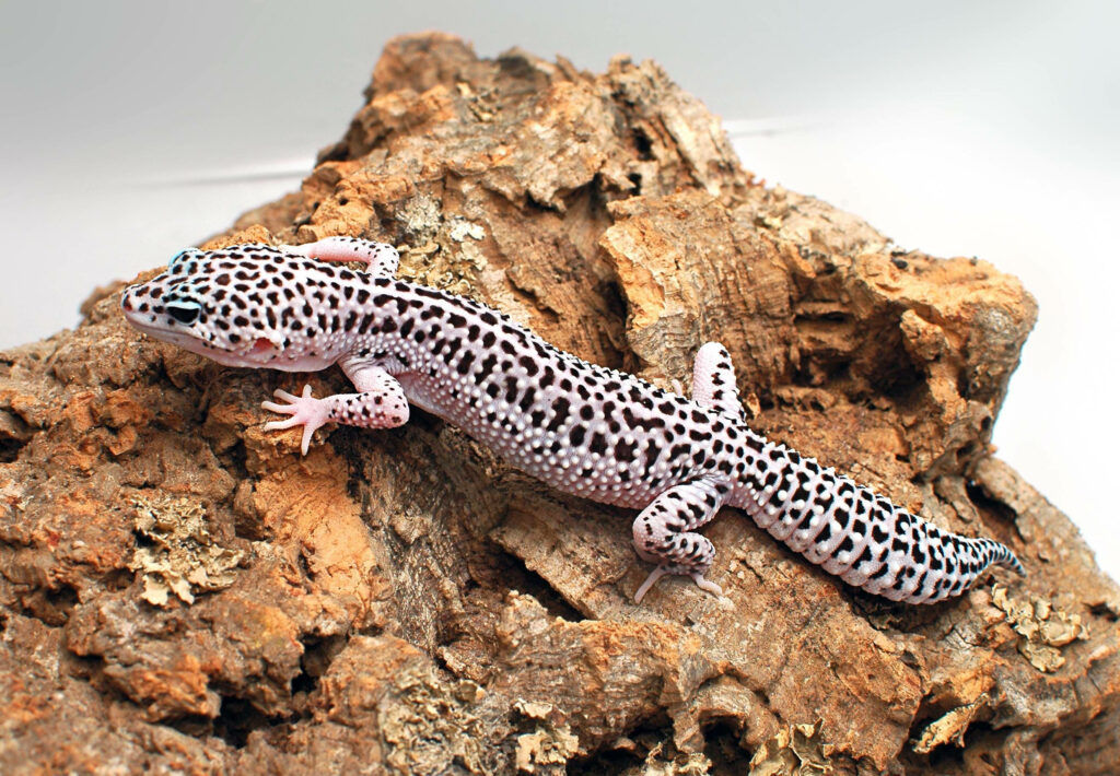 Black-dotted Leopard Gecko resting on textured rock showcasing vibrant spotted pattern wallpaper