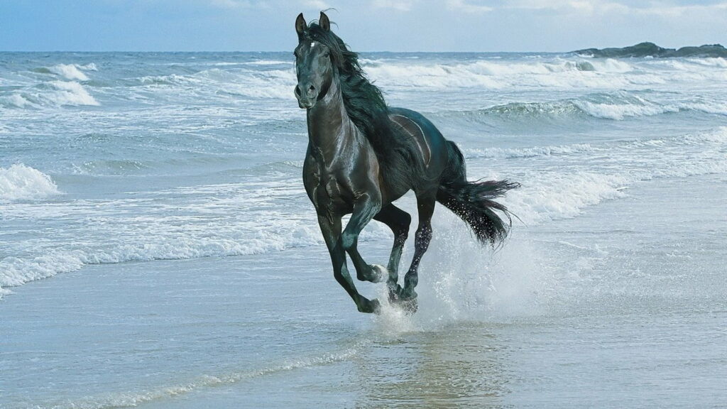 Midnight Elegance: Majestic Black Stallion Galloping Along the Seashore - HD Wallpaper