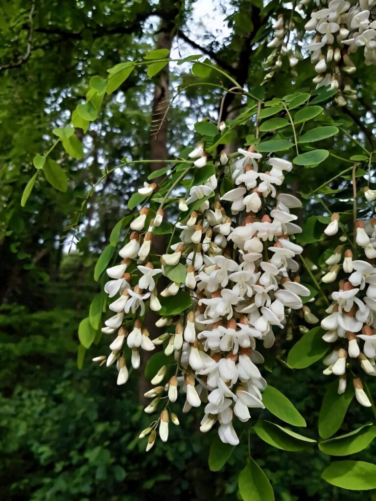 Black Locust tree branch with white blossoms against lush green forest background wallpaper