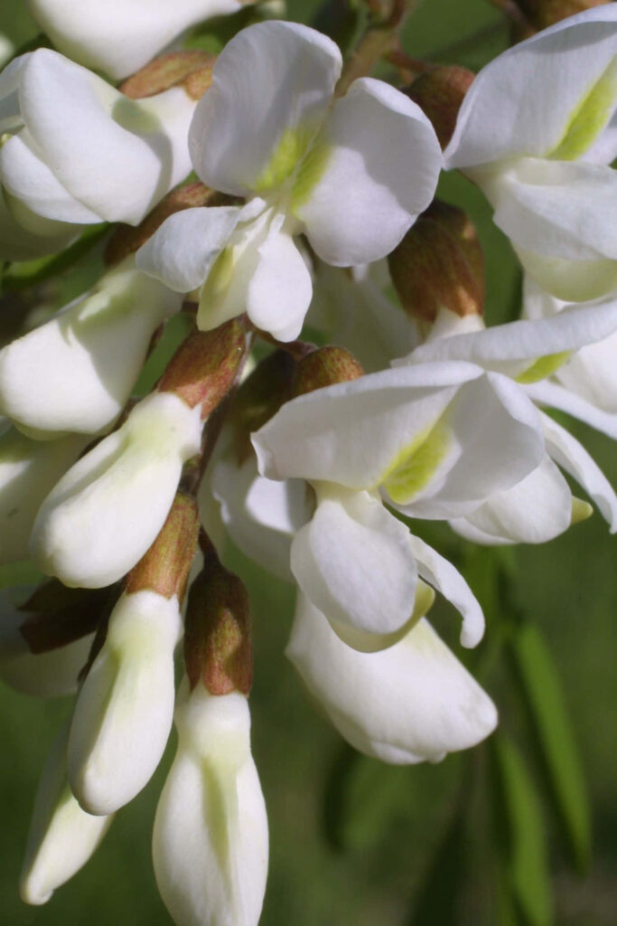 Detailed wallpaper of white Black Locust blossoms with fresh green leaves spring nature background