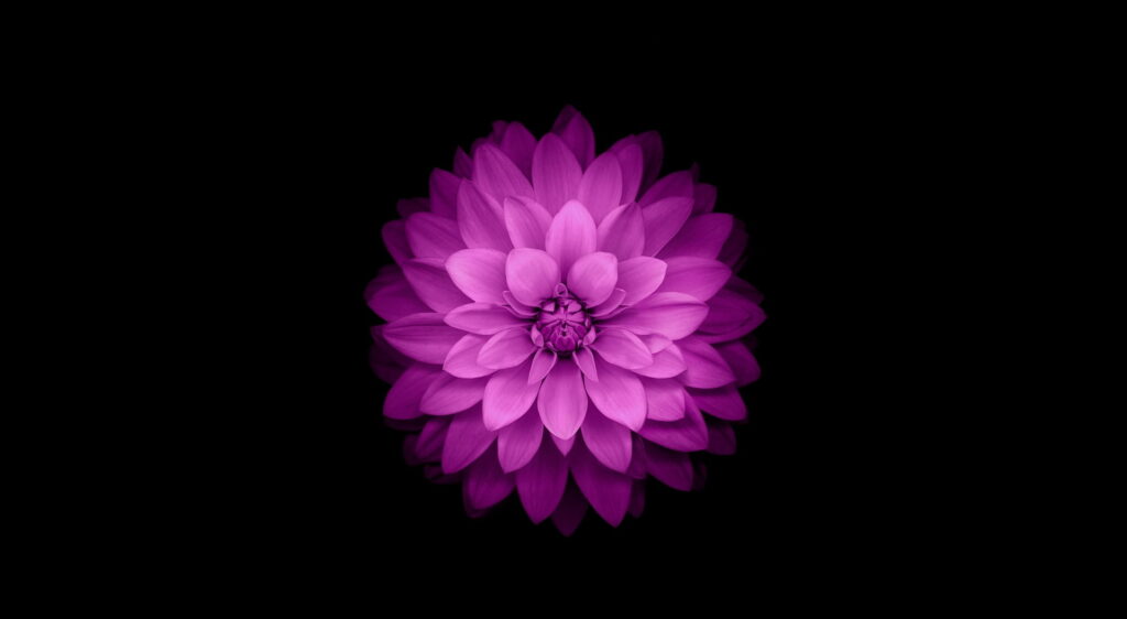Vibrant symmetrical purple pink macOS dahlia flower on deep black minimalist wallpaper background