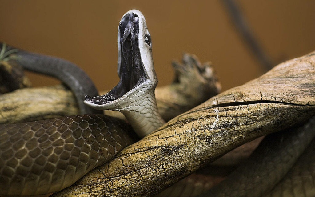 Black Mamba Snake on Textured Wood - Striking Wallpaper Background
