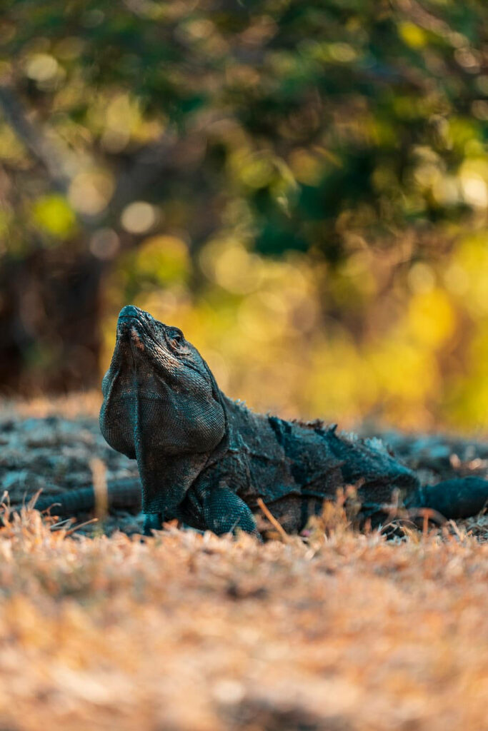 Black Monitor Lizard Basking on Grass - Nature Wallpaper