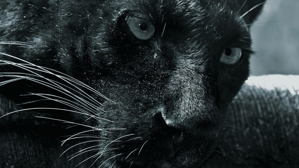 Stunning Black Panther Wallpaper: Intense Gaze & Sleek Monochrome Design